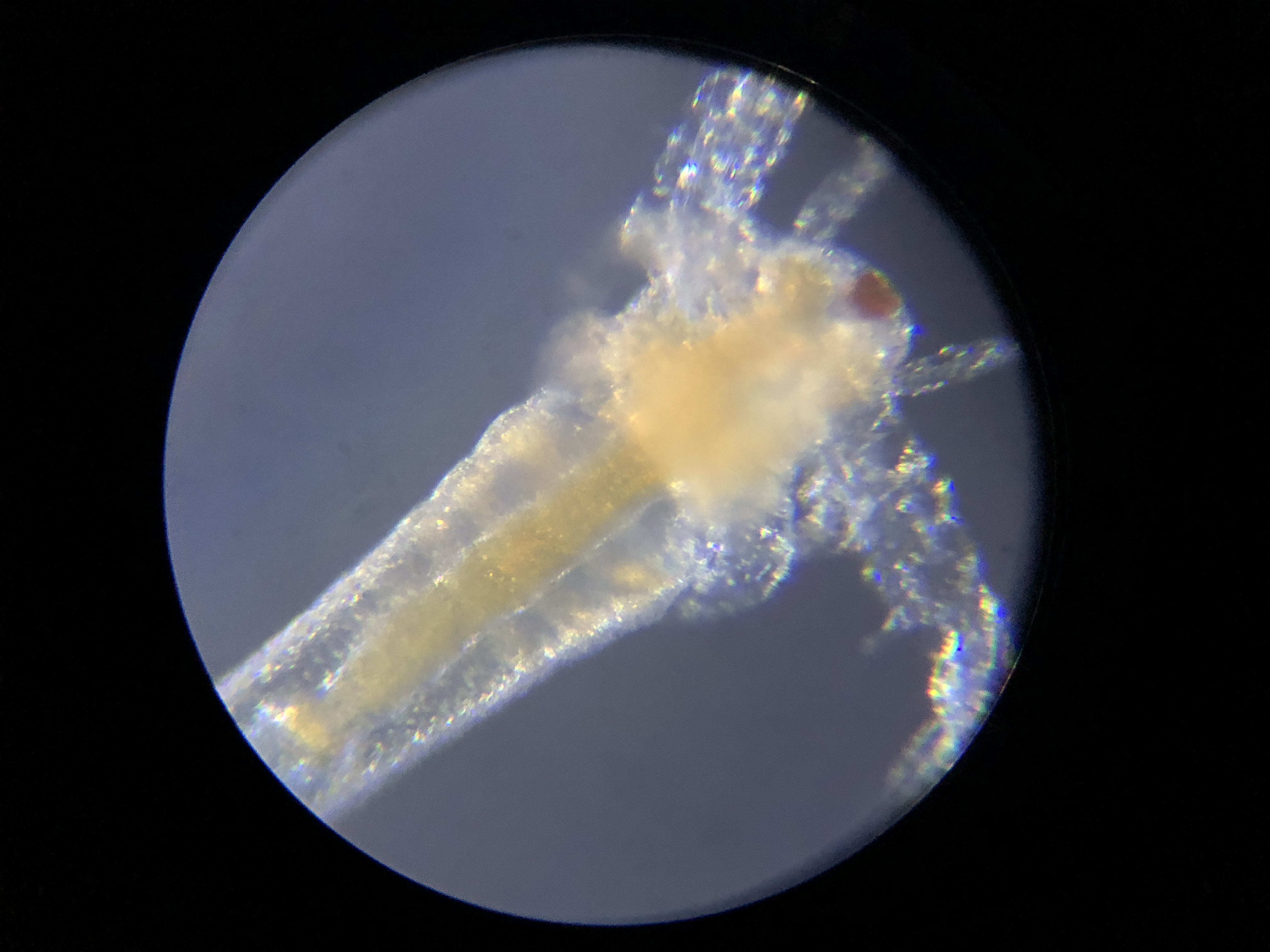 显微镜下的世界——丰年虫