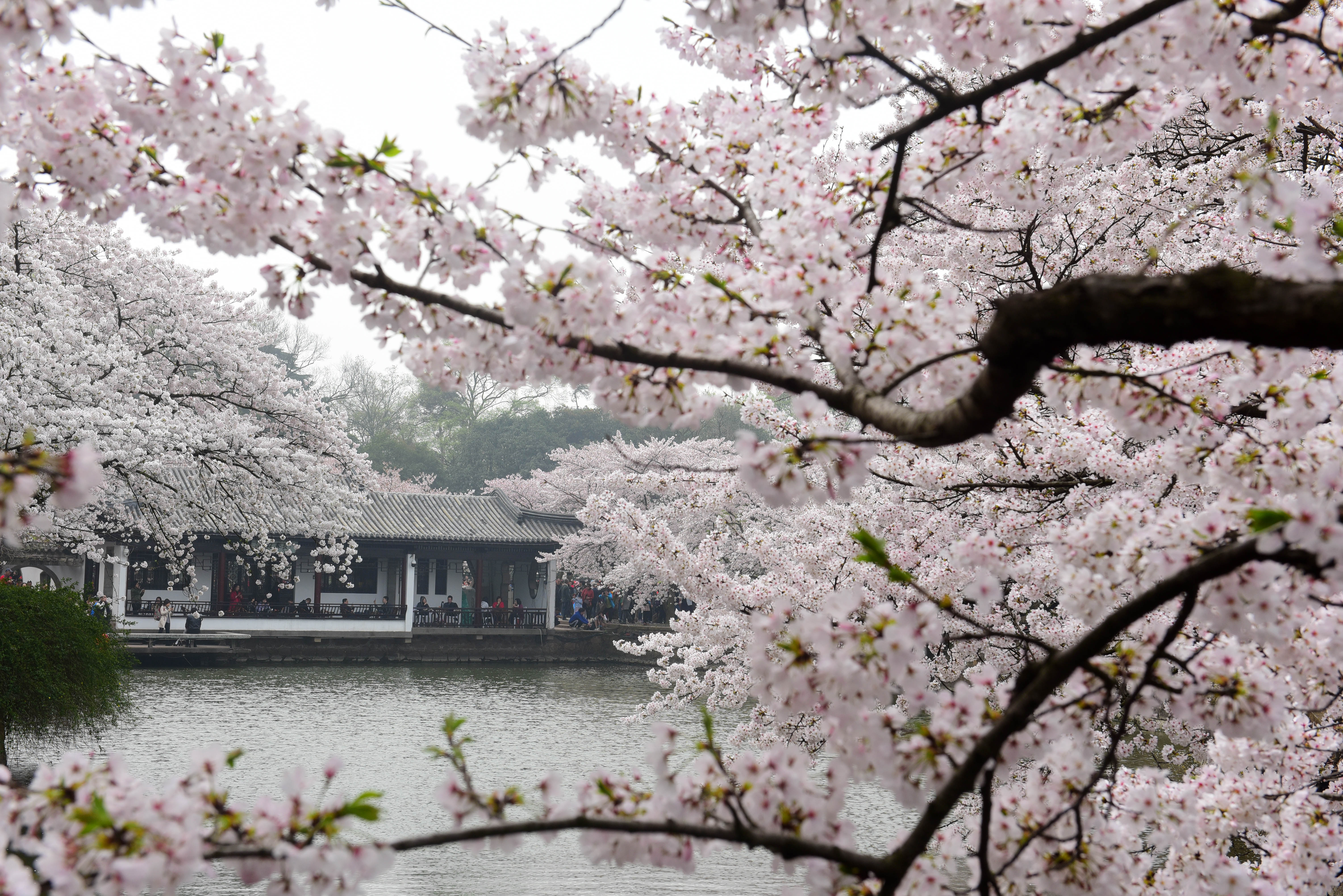 赏樱正当时    3月30日,游客在江苏无锡太湖鼋头渚风景区观赏樱花