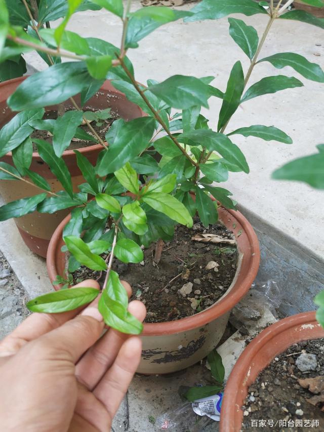扦插石榴,用小盆好还是大盆好,这中间的过程真不一样