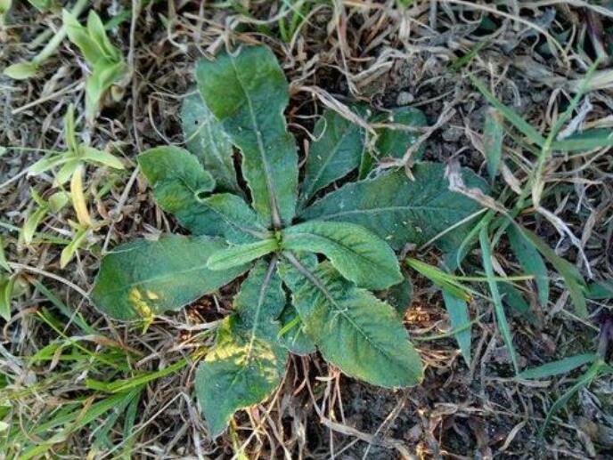 百度爱采购首页 商品专题_鞋底没想到这儿时用来喂羊的野草,却成了做