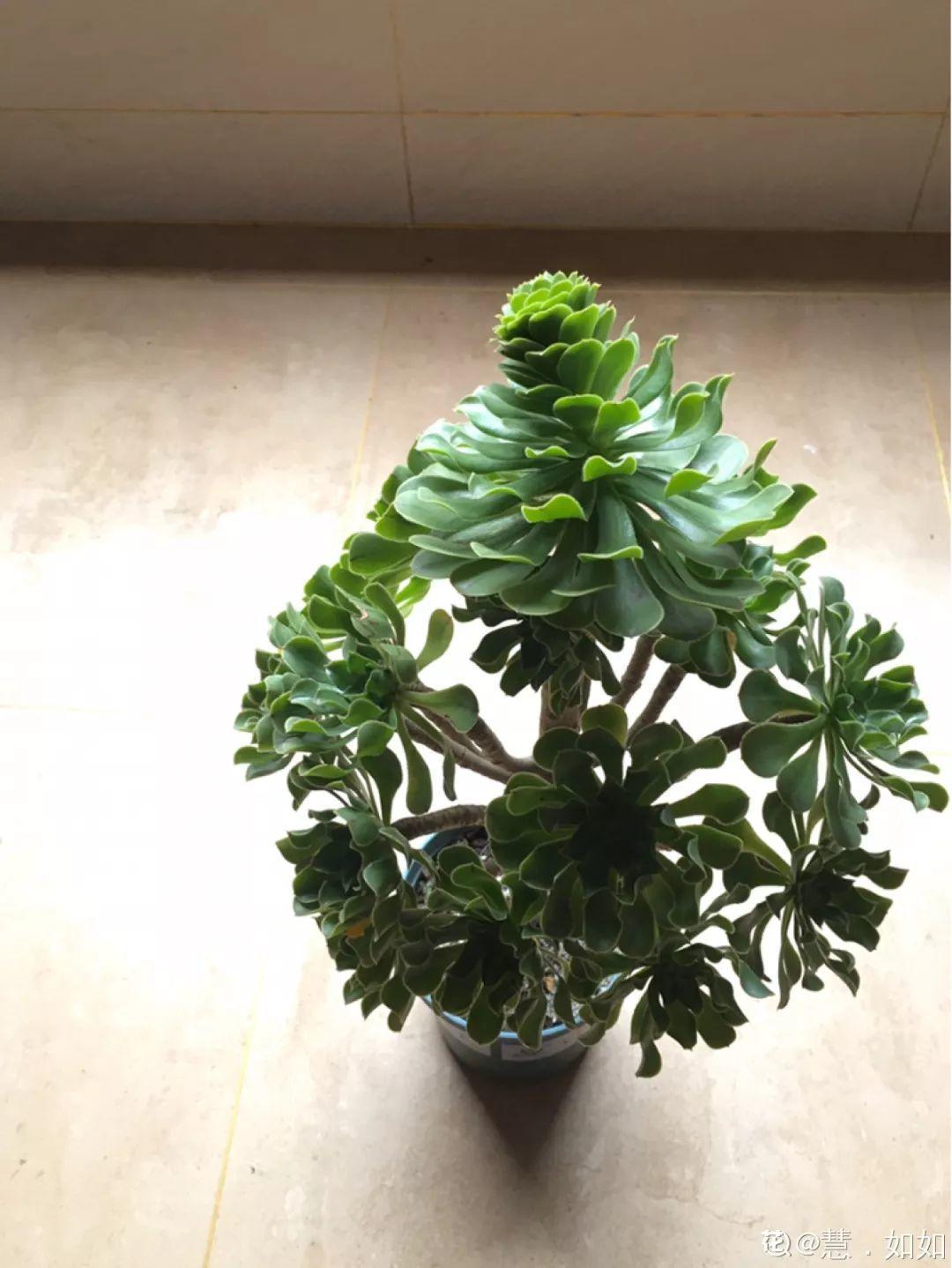 4月发文:法师要开花?别高兴的太早!抓紧剪掉才能保命!