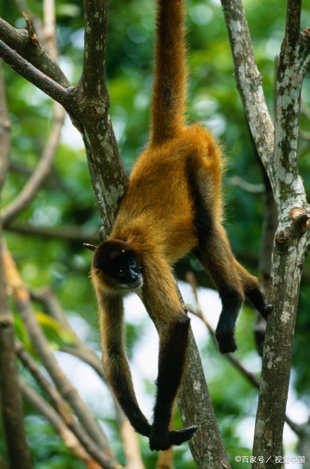 这种猴子一般都生活在树上,很少到地面上来