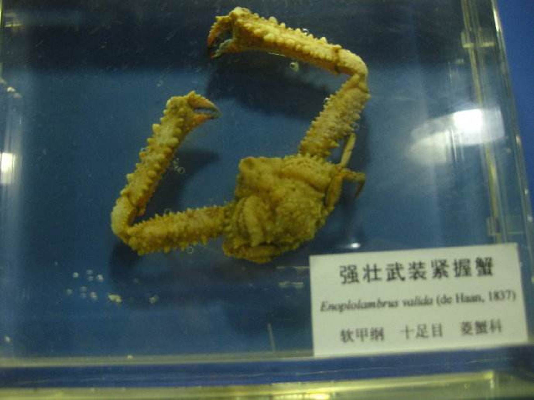强壮武装紧握蟹. 认真的,就叫这个名儿.