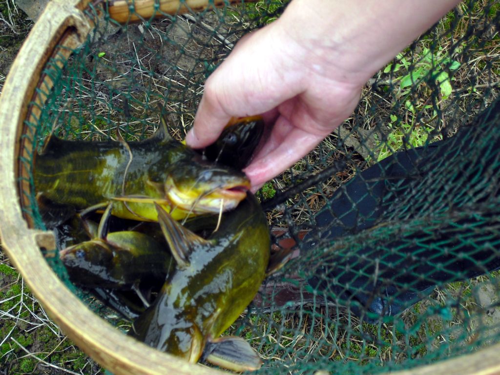 长江夜钓"黄辣丁",全身黑黄色爱吃肉,你见过吗?