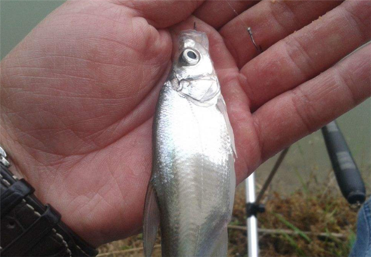 农村河塘里8种小鱼,以前泛滥,现一斤难求,你见过几种