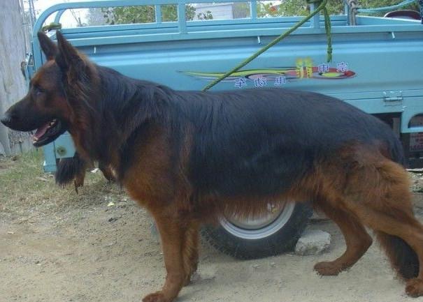 第二:面部的差异 混血狼犬多数为黄嘴或红嘴,有的只剩下鼻子是黑色的