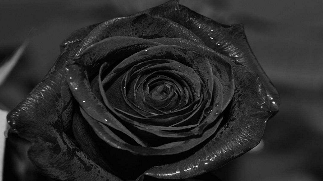 塔罗占卜:选择图中一朵真的黑玫瑰,测你适合找多大年纪的男朋友