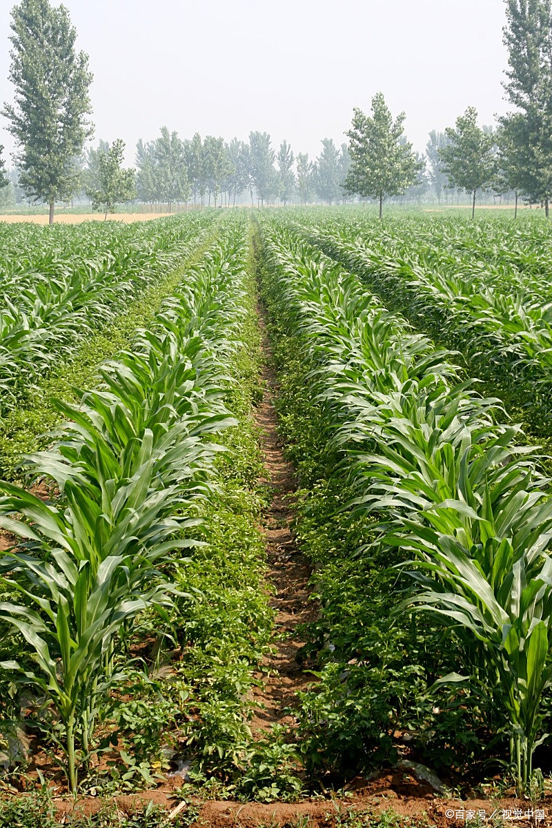 红薯最适宜套种哪些作物