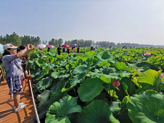 平舆县芝麻小镇景点图片