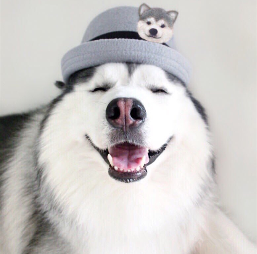 这只哈士奇想要篡夺"微笑天使"的名号,绝对的!