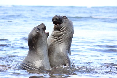 沙滩现海象打架,互相撕咬场面惊险