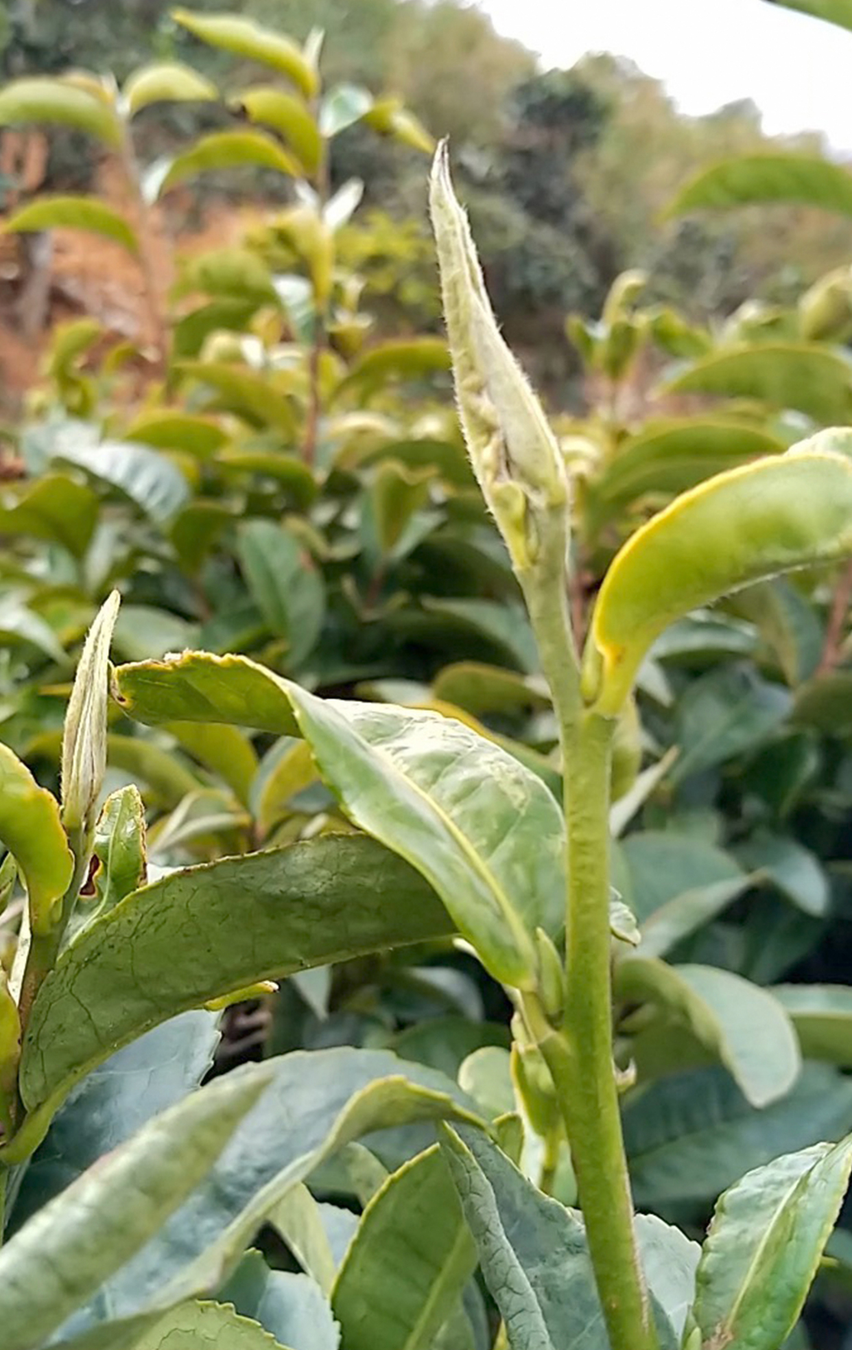 2020年正月初八,独自到自家普洱茶园欣赏大树茶春尖小芽头