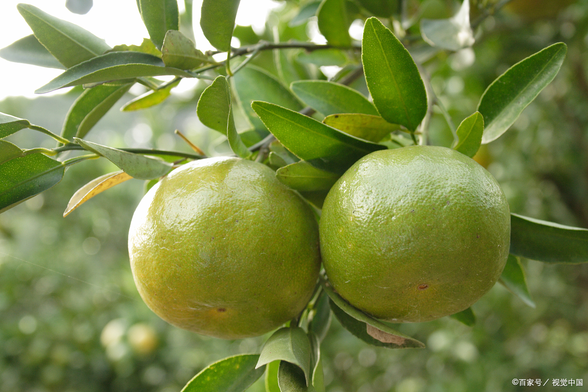 百度爱采购首页 商品专题_桔子桔子树适宜在温暖湿润,光热条件好的