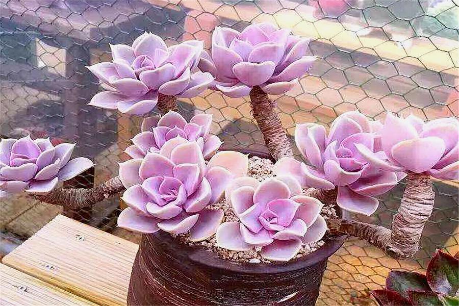 高贵典雅的多肉紫珍珠,牢记"3喜2怕",新手也能养得粉紫亮丽