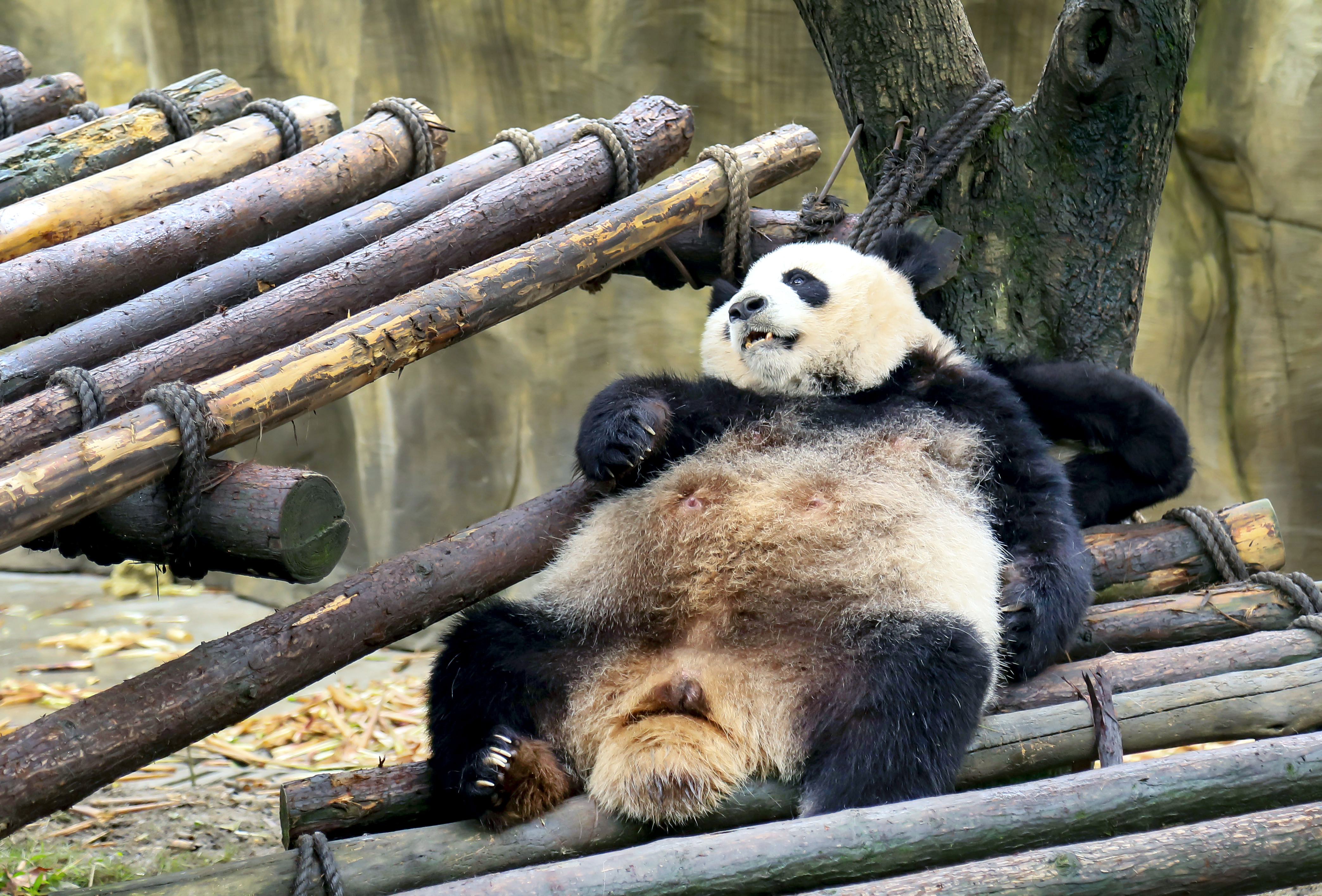 睡神附体,吃货驾到——萌翻天的国宝大熊猫
