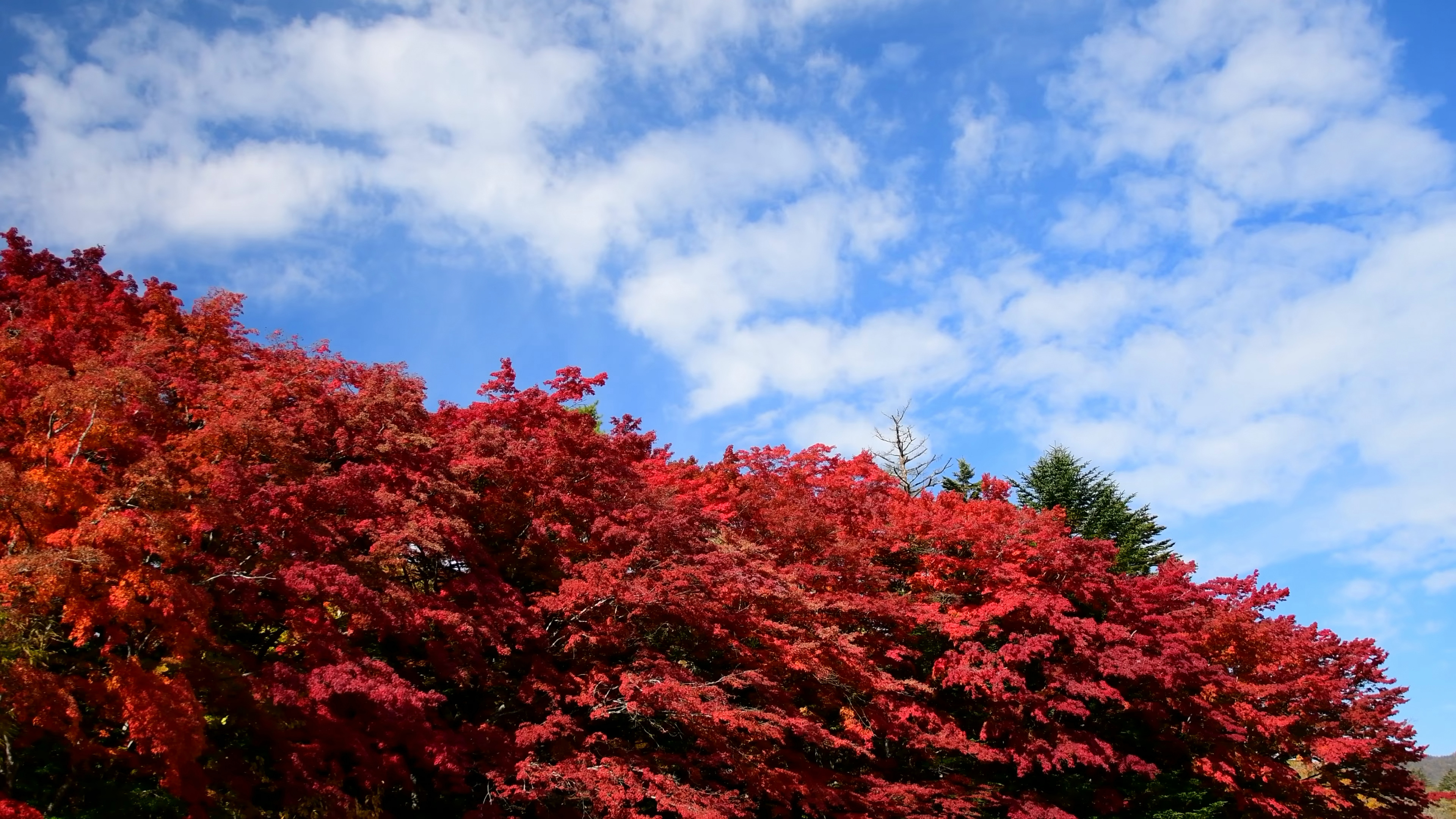 野外的风景 红叶