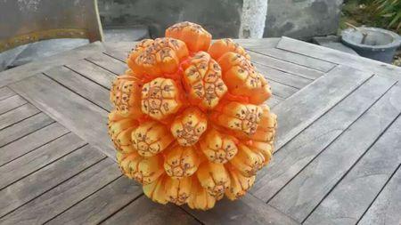 冷知识,地球上罕见的8种水果