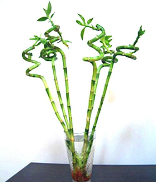 花市卖的这种弯曲的竹子是啥?原来要这么养,叶子才能不发黄!