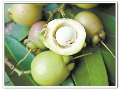 花城花语·蒲桃,专属南方的宝藏果子