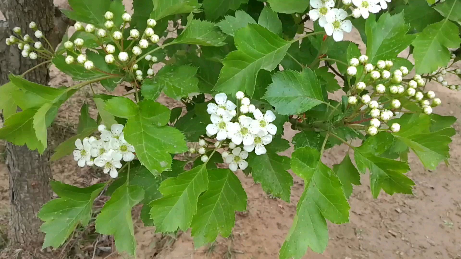 [图]山楂树——花之恋