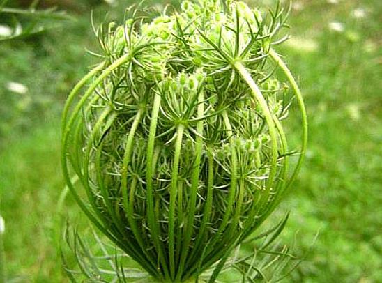 农村这种野草,家乡都叫它"野胡萝卜子",原来还能祛风止痒