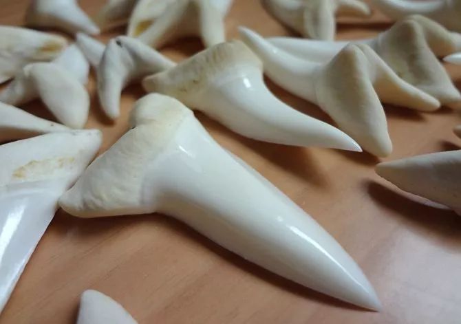 鲨鱼的牙齿