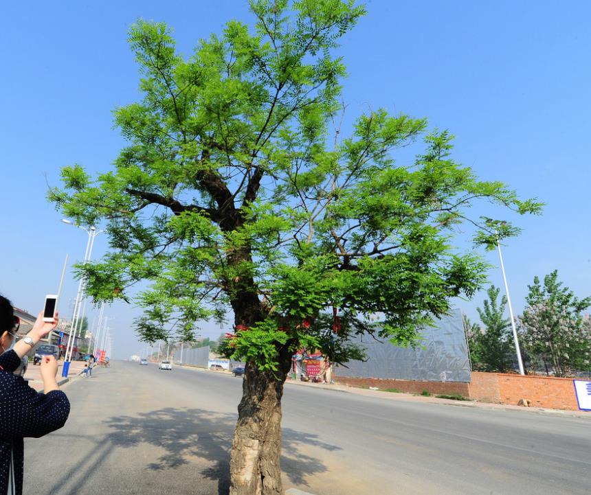 这棵百年老槐树,被称为自然界的最强"钉子户"