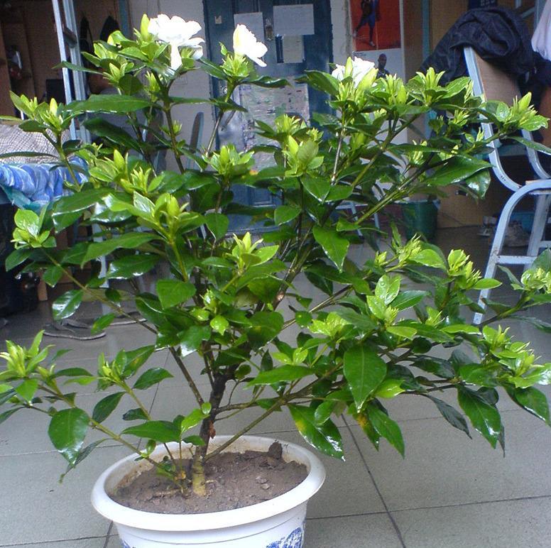 栀子花,茶花不会养?教你这一招,轻轻松松养"爆盆",看完秒懂