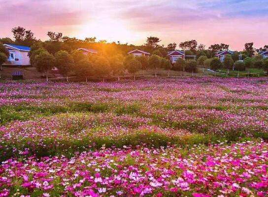 公告!紫薇都市田園