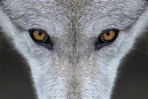 心理测试:你感觉哪个是狼的眼睛?测一测你有没有财运