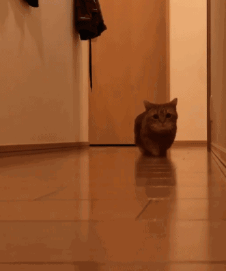 这种猫咪就像是来自梦幻王国的小精灵,长得就十分有喜感,四肢就好像缩