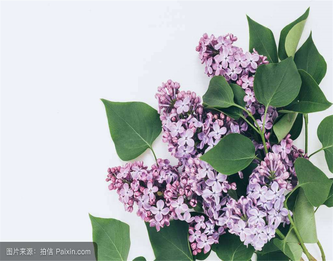 秋天丁香花应该如何养护?掌握这几点小技巧,轻松养护