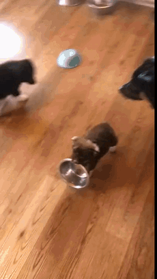 为什么女生都喜欢养萨摩猪?
