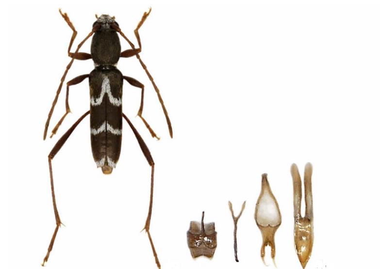盘点2018年在中国新发现的生物,图2在国外数量众多