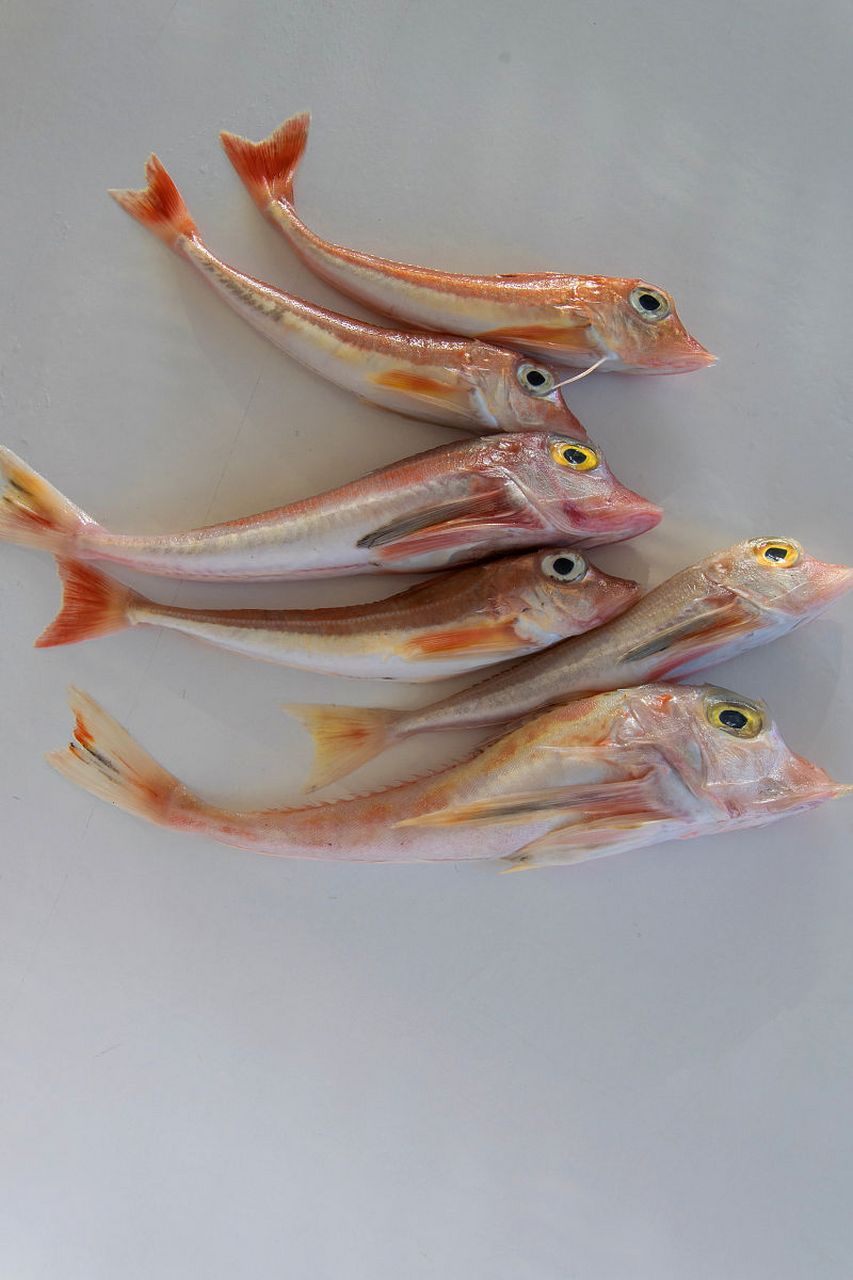 海龙鱼是一种生活在深海的特殊鱼类,全身覆盖着透明的脆骨,具有极高的