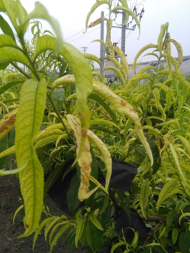 桃树黄叶缺素还是根腐?发生原因有哪些