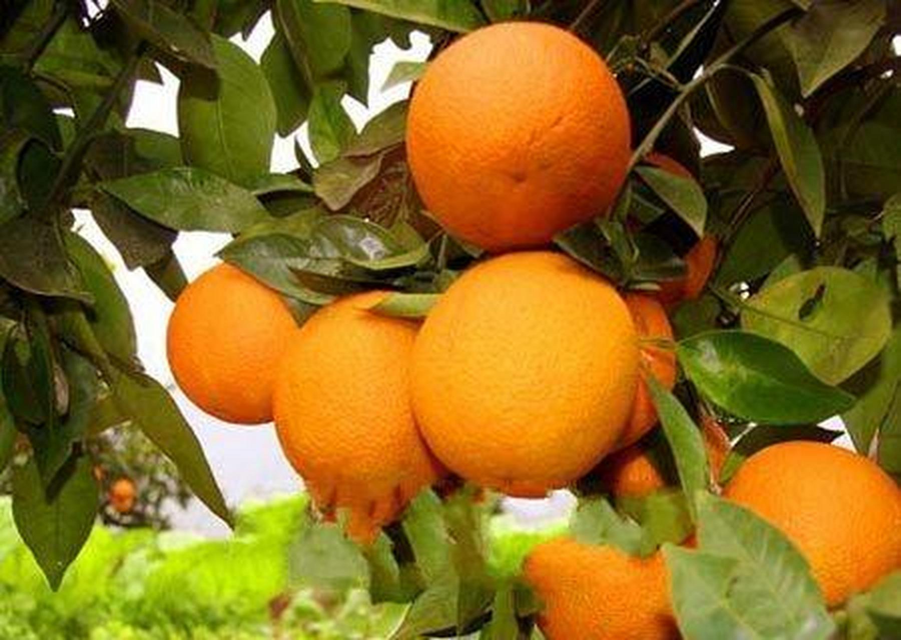 百城百味#伏令夏橙又名佛灵夏橙,晚生橙,华兰西晚橙.
