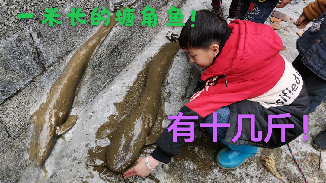 池塘里捞到条一米长的塘角鱼,重有十几斤,长这么大要五年以上吧