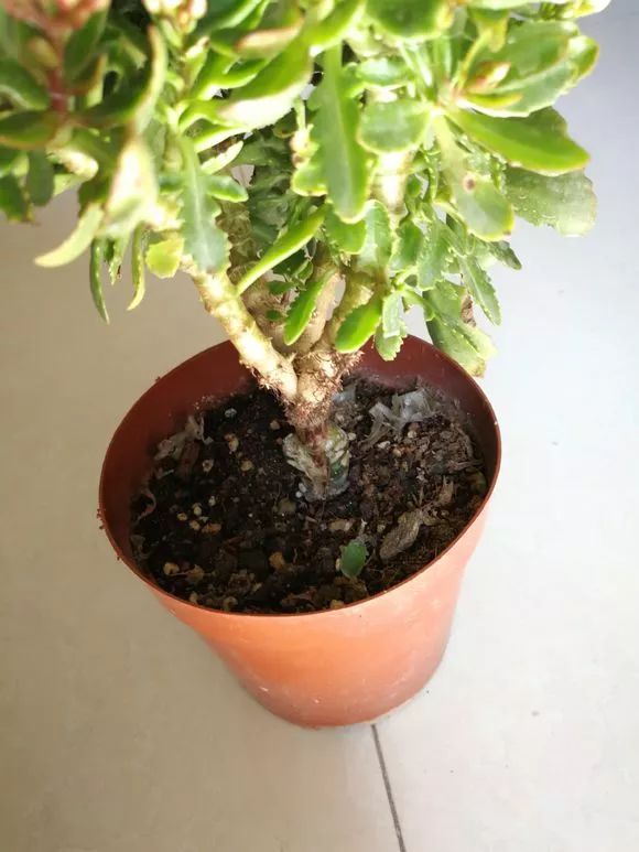 长寿花"嫁接"不死鸟,不烂根蹿枝快,迅速变5年老桩!