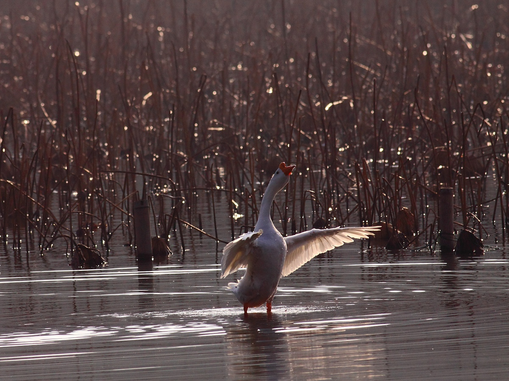 清澈的湖面上,一只大白鹅在欢快地游泳.