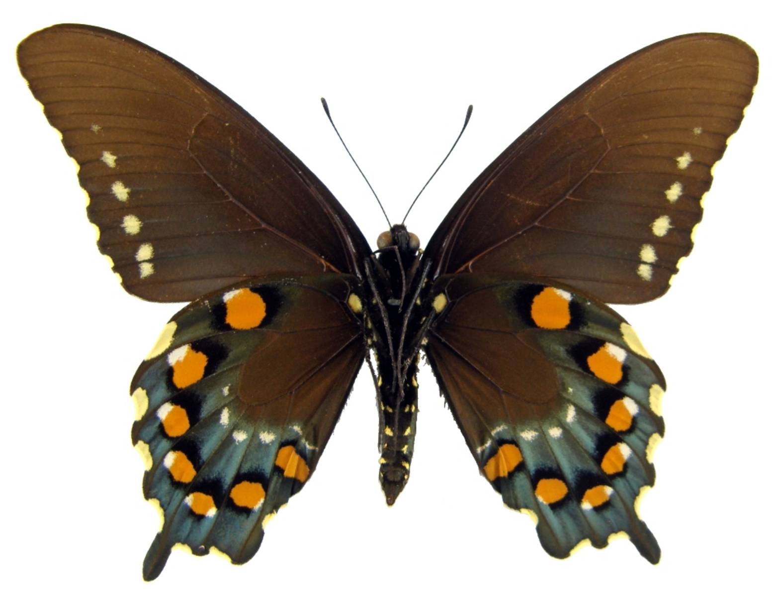 对美洲蓝凤蝶你了解多少?美洲蓝凤蝶知识大全