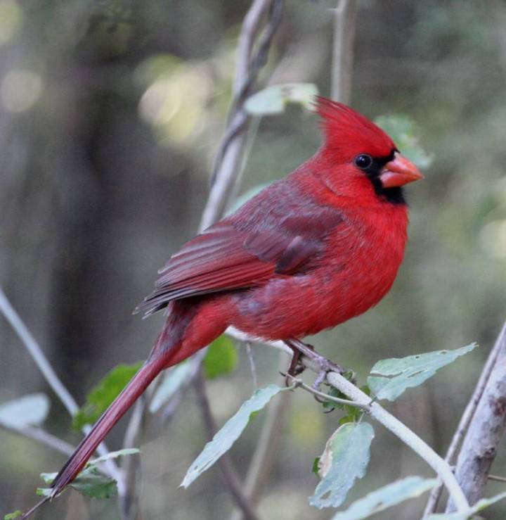 北美红雀:一只神奇的鸟!