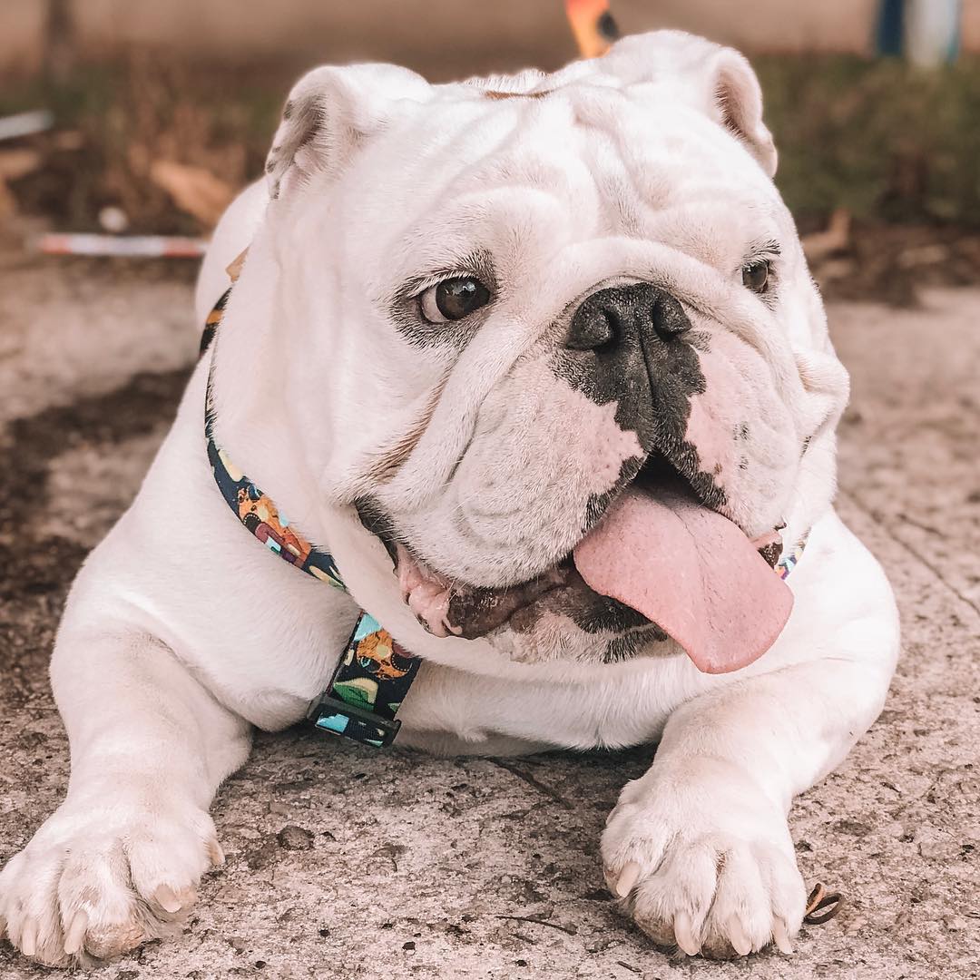 萌宠图片:英国斗牛犬丑到没朋友,但是惹人爱!