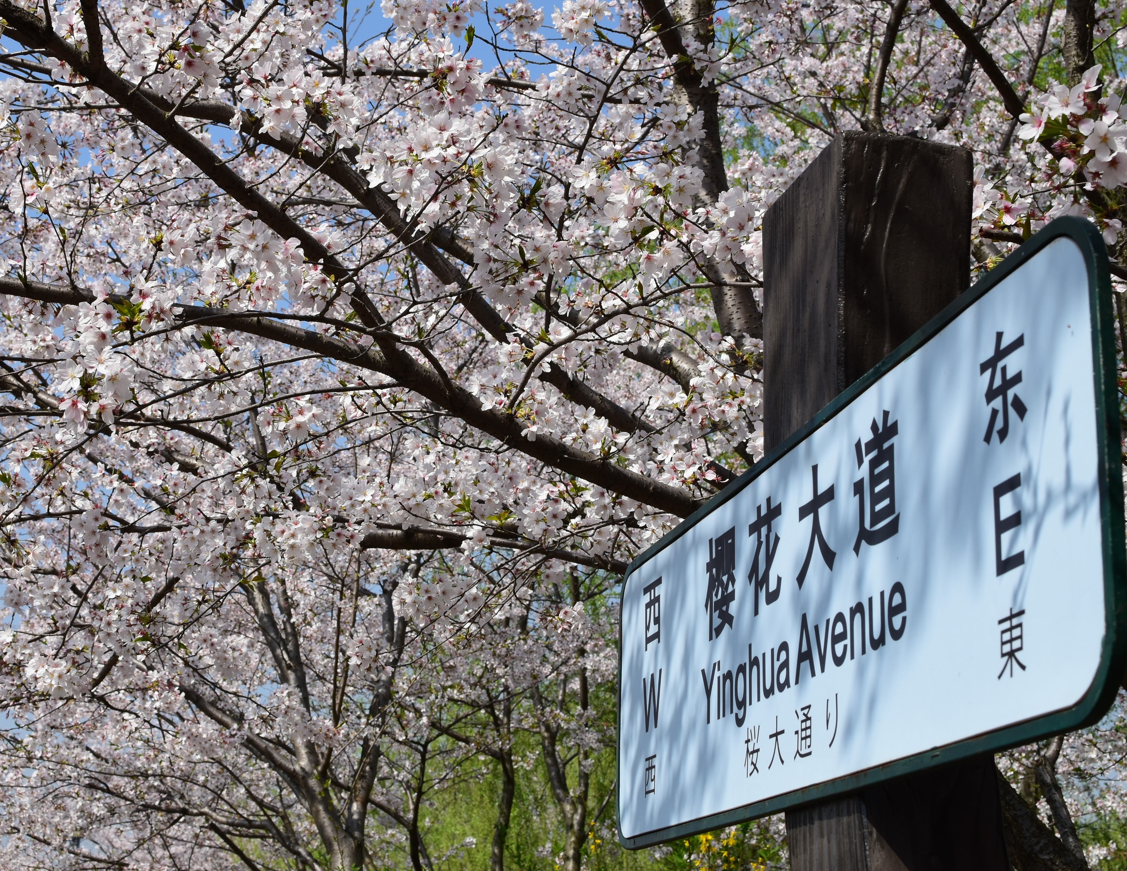 上海顾村公园樱花节将在3月15日举行,顾村公园交通将