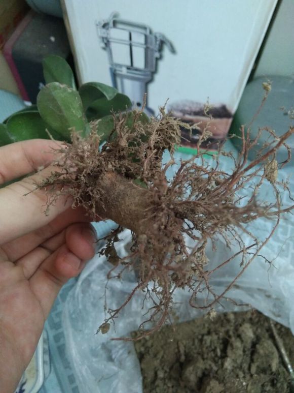 玉树烂根,这样处理,7天就能生根