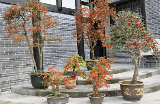 上山挖了几棵火棘,大家觉得是直接盆栽呢,还是做成附石盆景好?