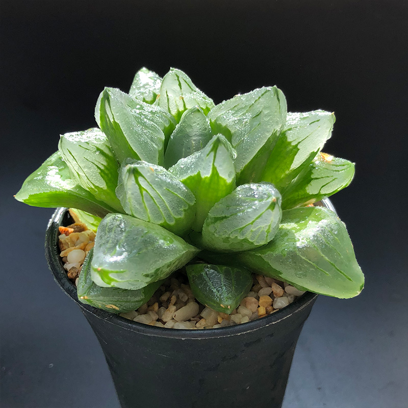 冰城寿天生就晶莹剔透,自带水晶特质,叶尖就像一座小冰山.