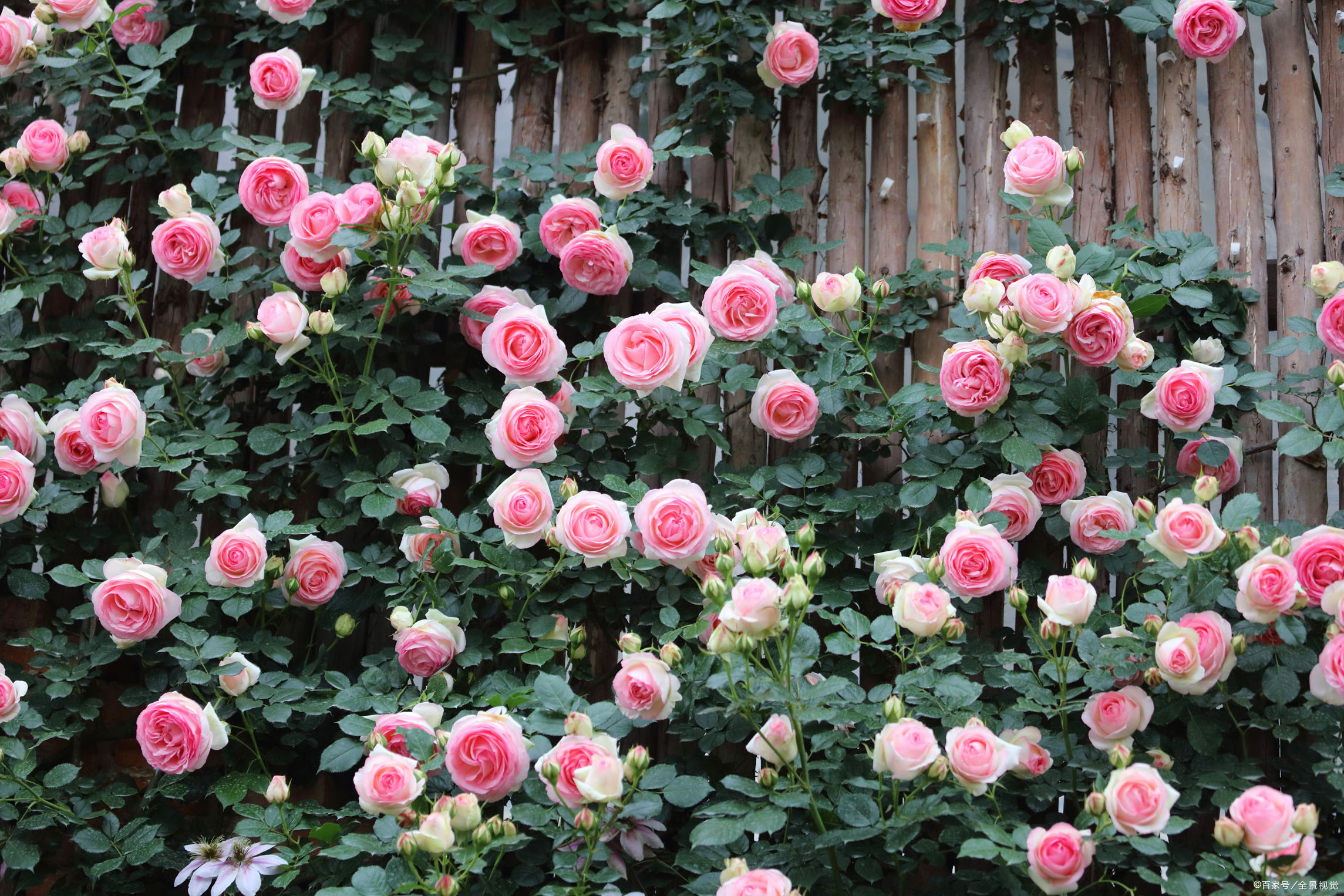 百度爱采购首页 商品专题_石头有些花友第一次养藤本月季粉色龙沙宝石