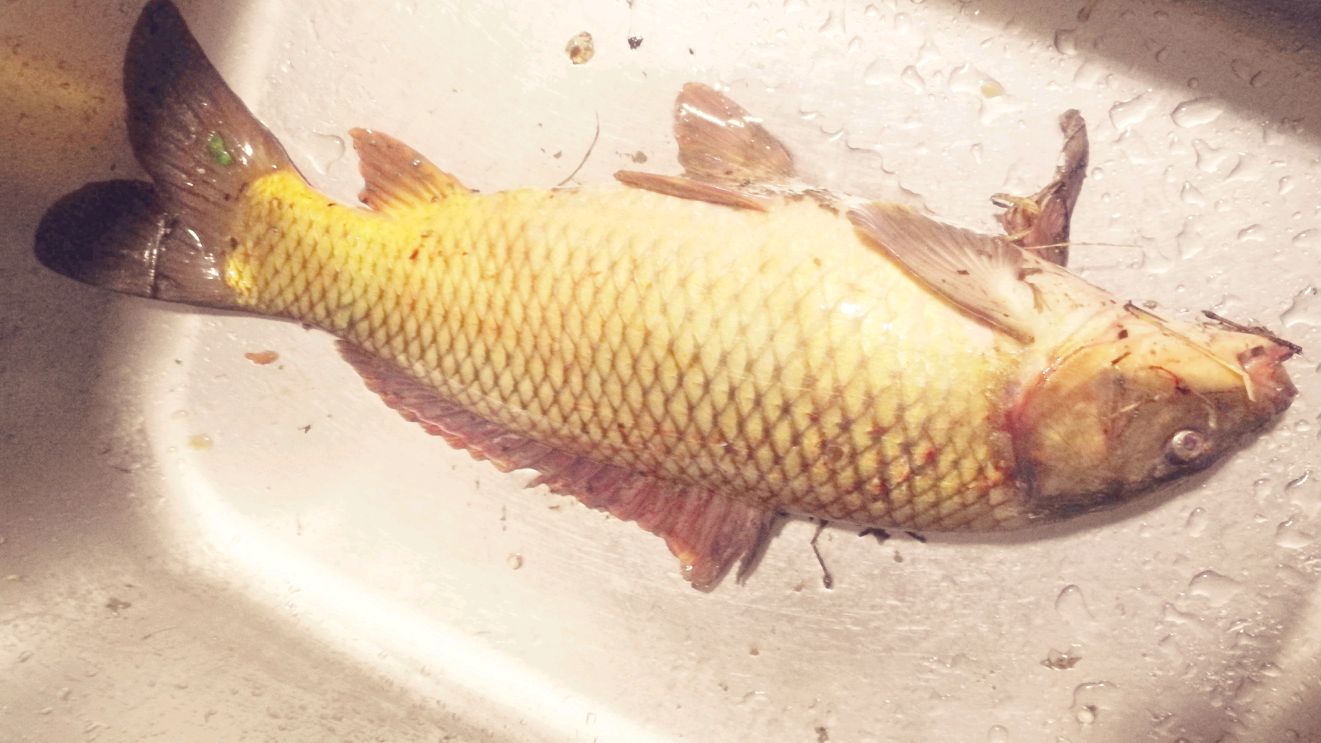 冬至后约钓友去钓鱼,没口改为锚鱼,清一色的鲤鱼,老滑鱼