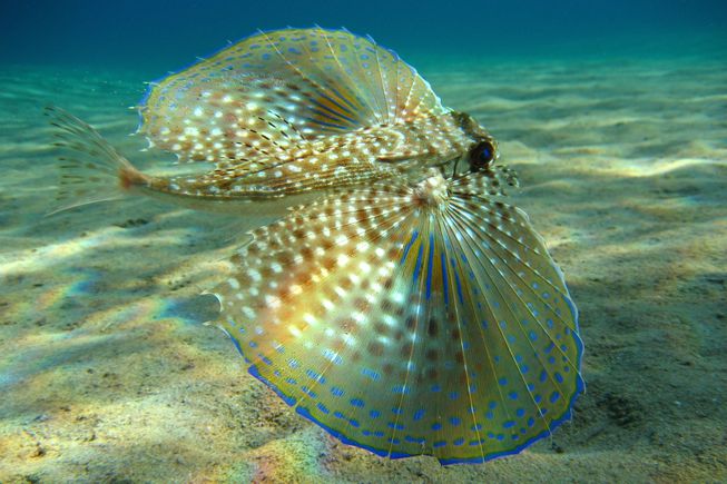 豹鲂鮄(flying gurnard)